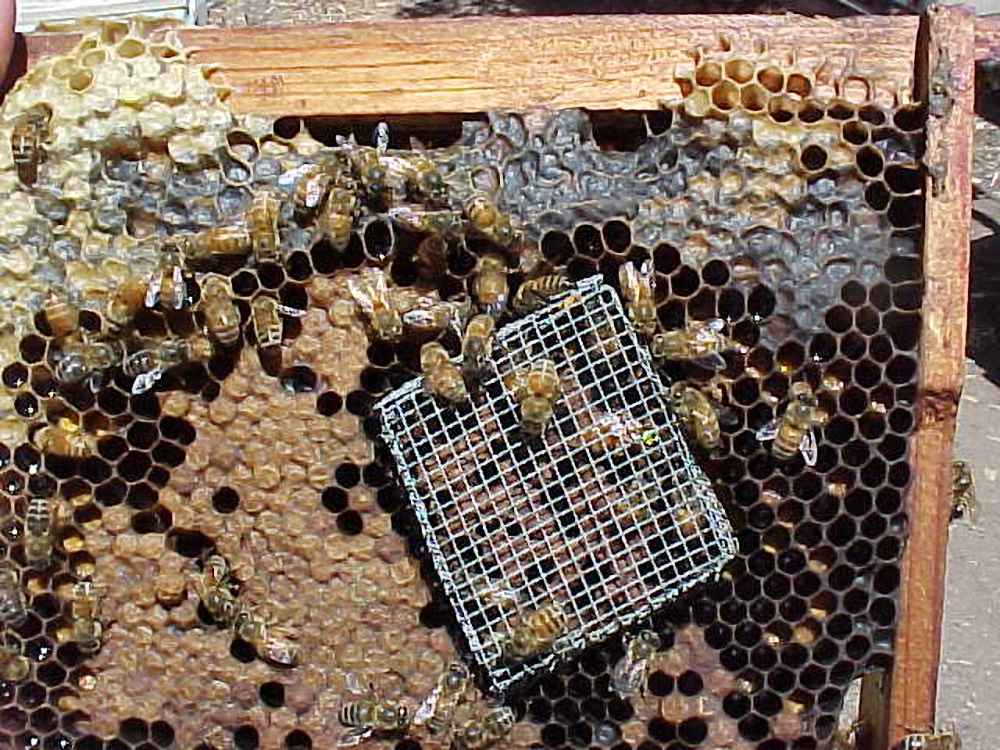 معرفی-ملکه-با-قفس